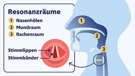 Unsere Stimme entsteht durch ein komplexes Zusammenspiel. Infografik über die Entstehung der Stimme.