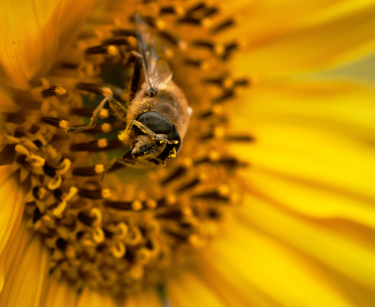 Sonnenblume mit Biene