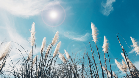 Halskratzen ist bei einer Pollenallergie keine Seltenheit. Gräser mit blauem Himmel.