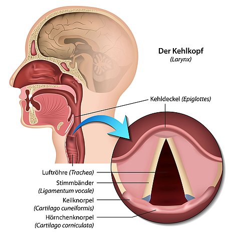 Schaubild des menschlichen Kehlkopfes mit Detailansicht.