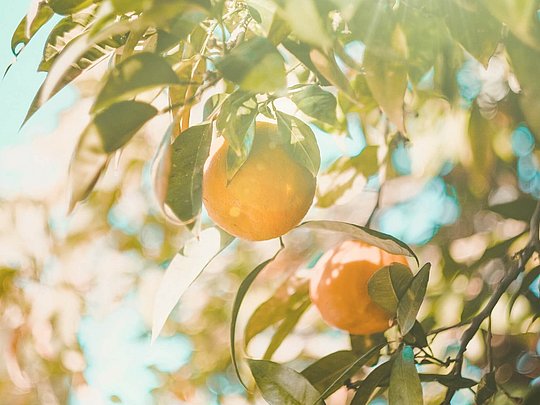 Zitrusfrucht Orangen am Baum